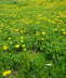 Wiesen-Lwenzahn - Taraxacum sect. Ruderalia