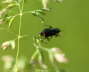 Zipfelkfer - Clanoptilus geniculatus 