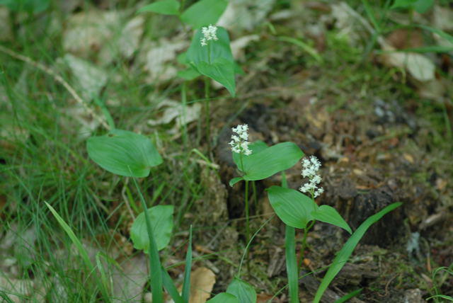 Zweiblttrige Schattenblume - Maianthemum bifolium