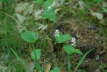 Zweiblttrige Schattenblume - Maianthemum bifolium