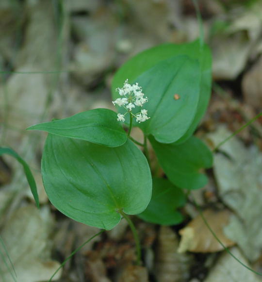 Zweiblttrige Schattenblume (Maianthemum bifolium) Mai 09 Htt Mlldepnie u