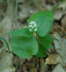 Zweiblttrige Schattenblume (Maianthemum bifolium) Mai 09 Htt Mlldepnie u