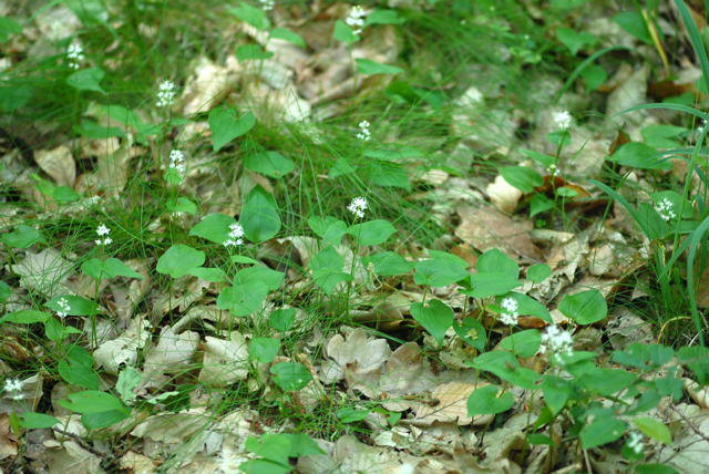 Zweiblttrige Schattenblume - Maianthemum bifolium