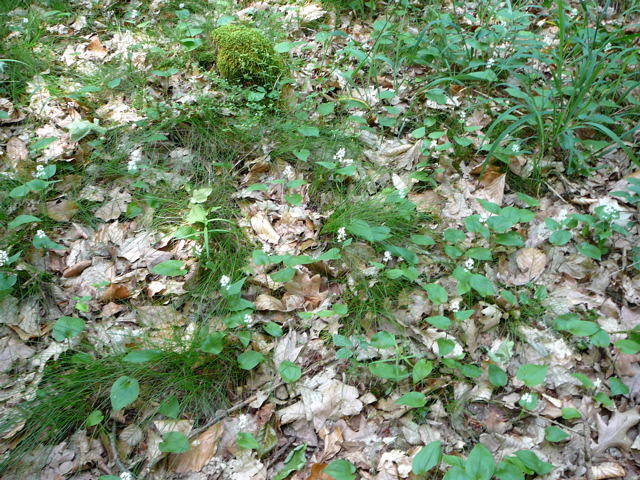 Zweiblttrige Schattenblume - Maianthemum bifolium
