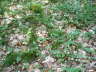 Zweiblttrige Schattenblume - Maianthemum bifolium