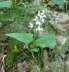 Zweiblttrige Schattenblume - Maianthemum bifolium