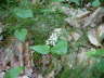Zweiblttrige Schattenblume - Maianthemum bifolium
